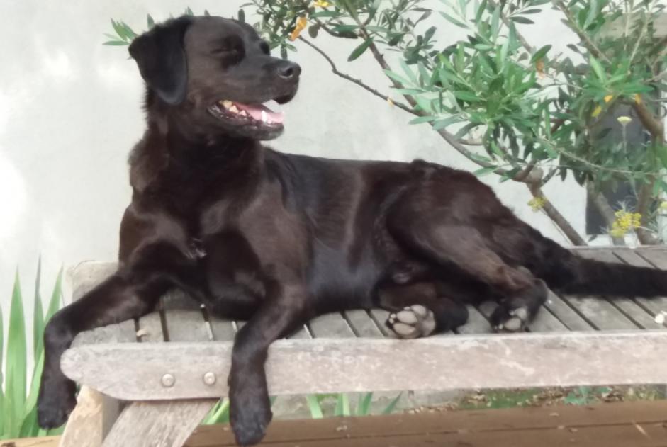 Alerta de Desaparición Perro cruce  Macho , 13 años Marignane Francia